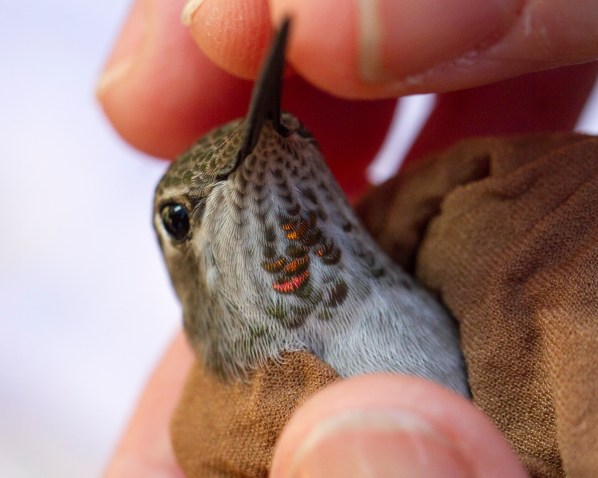 Anna's Hummingbird gorget, female, Waterloo, Jefferson Co 15Nov2015 2